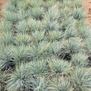 Kostrzewa Sina Festuca glauca 'Elijah Blue'
