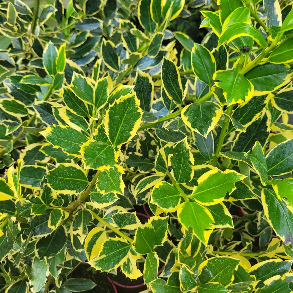 Ostrokrzew 'Belgica Aurea' (Ilex altaclerensis 'Belgica Aurea'