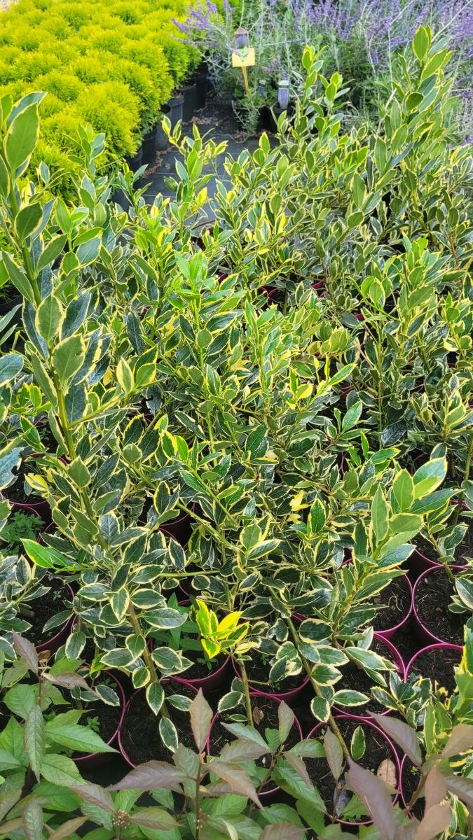 Ostrokrzew 'Belgica Aurea' (Ilex altaclerensis 'Belgica Aurea'1
