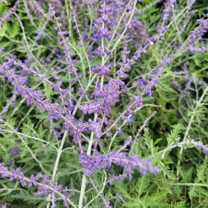 Perowskia Łobodolistna 'Lacey Blue' (Perovskia atriplicifolia 'Lacey Blue')2