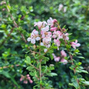 Twardziczka 'Pink Carpet' ®