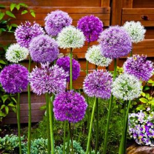 Allium-Czosnek-Olbrzymi-Ozdobny