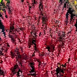 Berberys Thunberga Berberis thunbergii ‘Orange Rocket’1