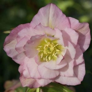 Ciemiernik-DOUBLE-ELLEN-PINK