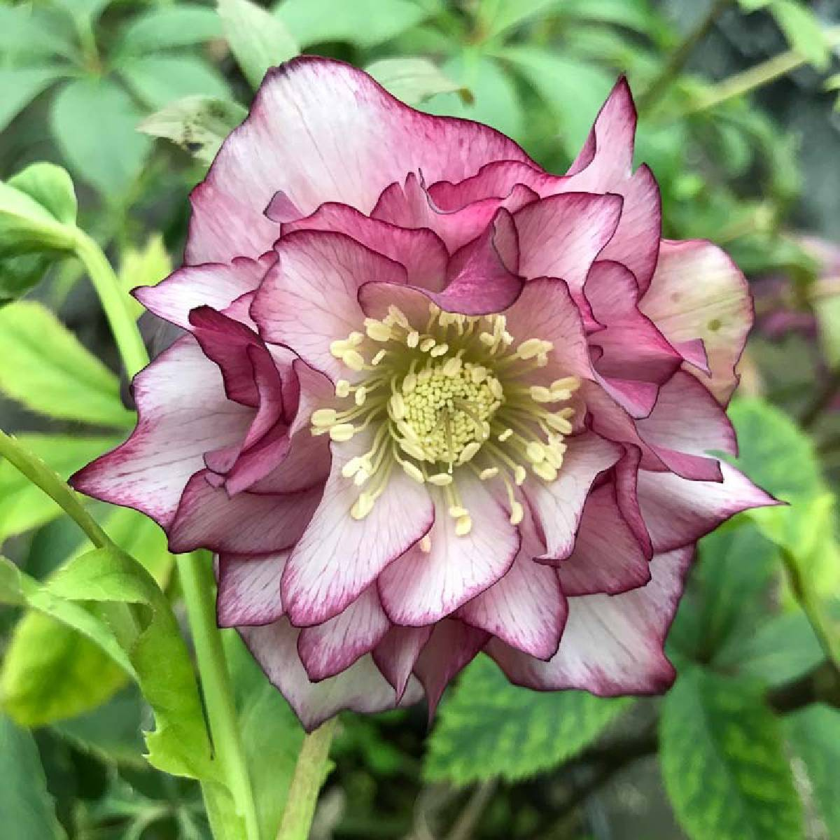 Ciemiernik-Double-Ellen-Picotee