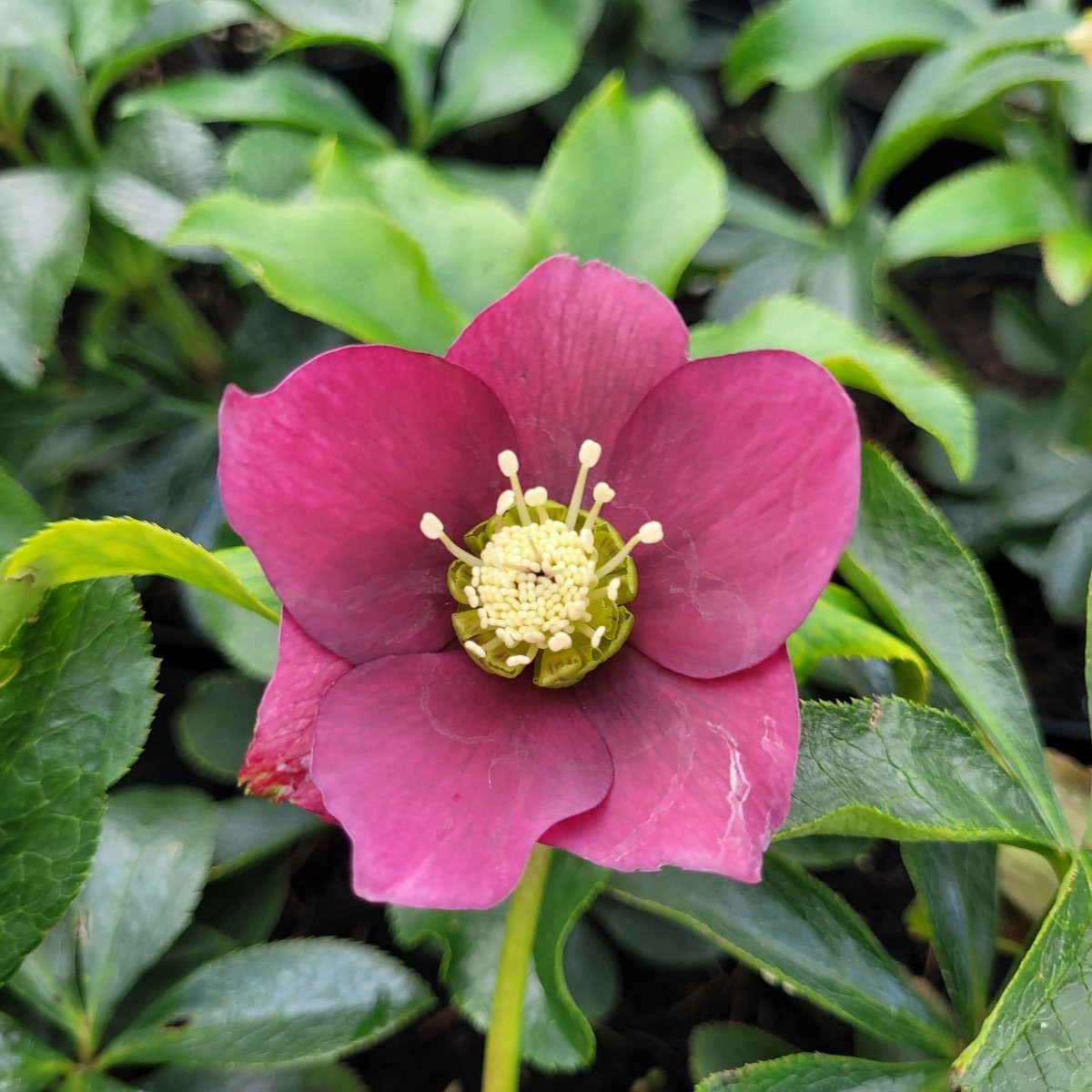 Ciemiernik Helleborus x hybridus ‘Crown Dark Purple’
