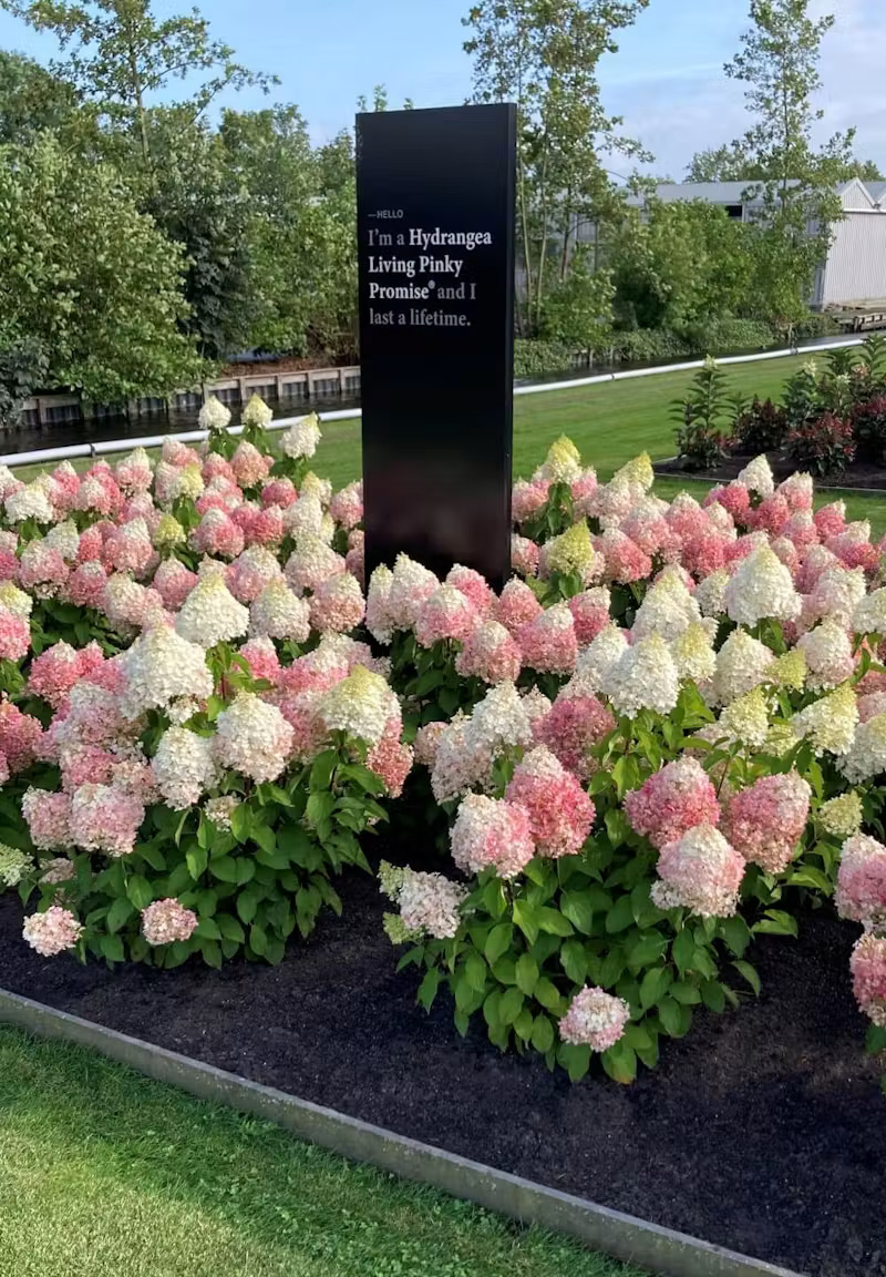 Hortensja bukietowa ‘Living Pinky Promise’