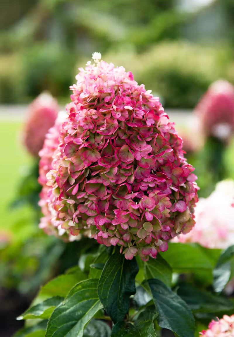 Hortensja bukietowa ‘Living Pinky Promise’ - obrazek 3