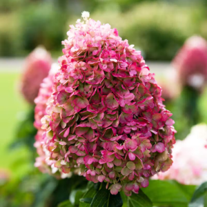 Hortensja bukietowa ‘Living Pinky Promise’11