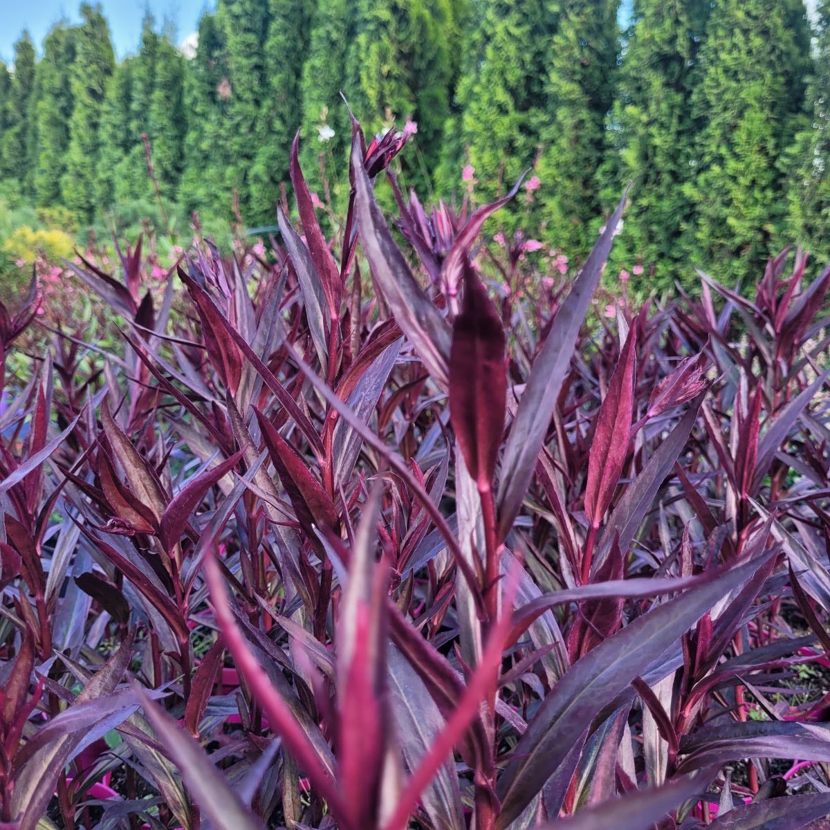 Lobelia Okazała 'Russian Princess' Lobelia speciosa 'Russian Princess'