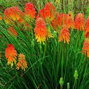 Trytoma-Royal-Castle-Kniphofia