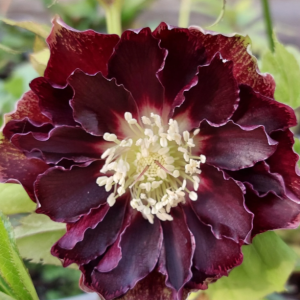 helleborus orientalis double ellen flash