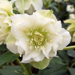 helleborus orientalis double ellen white
