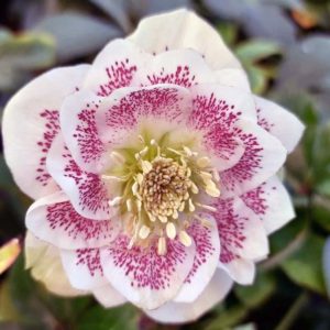helleborus orientalis double ellen white spotted