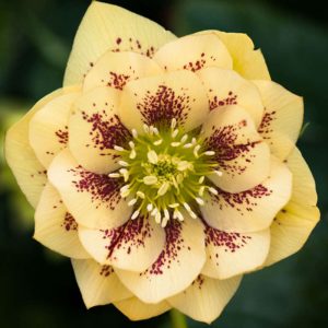 helleborus orientalis double ellen yellow spotted