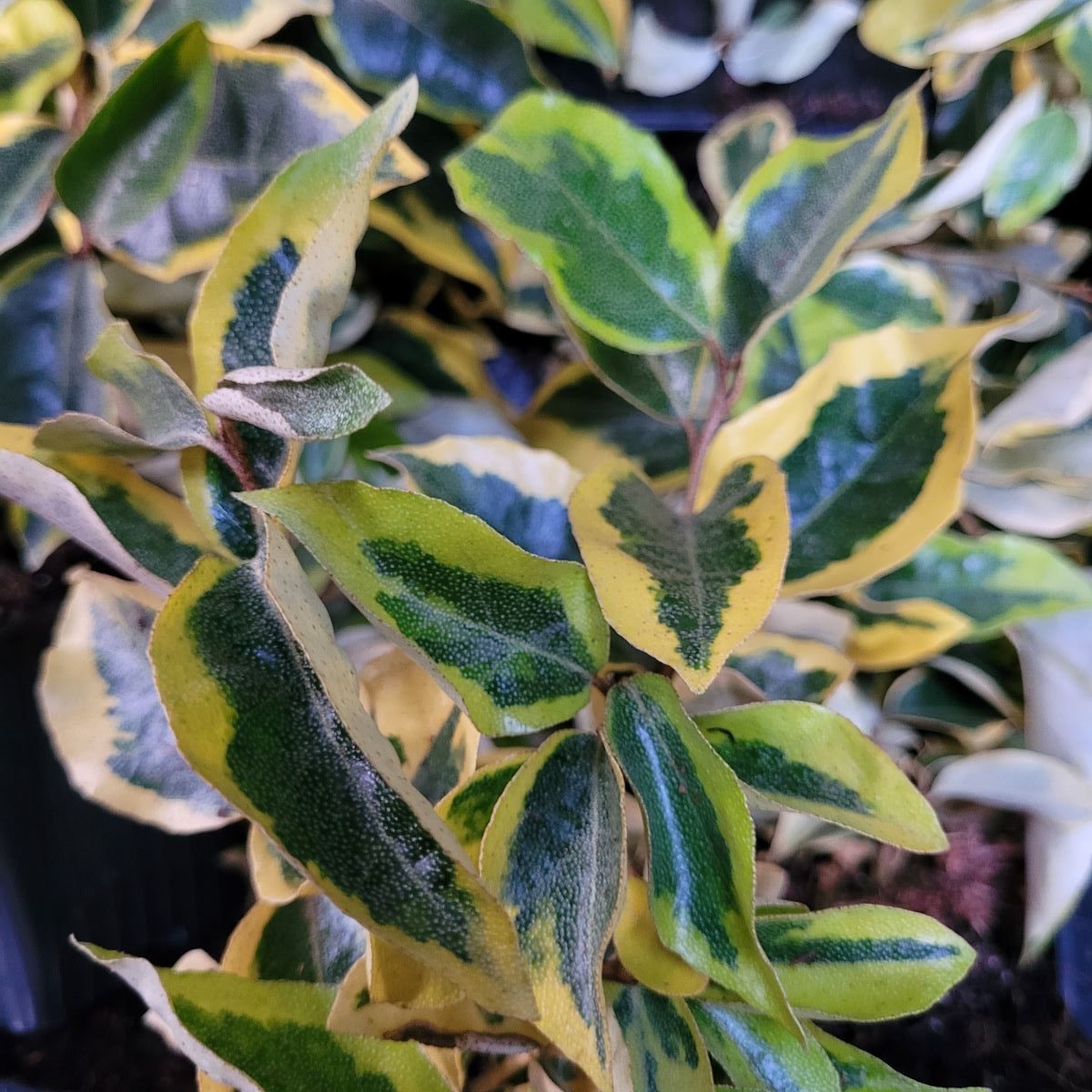 Oliwnik Ebbinga 'Gilt Edge' (Elaeagnus × ebbingei 'Gilt Edge')1