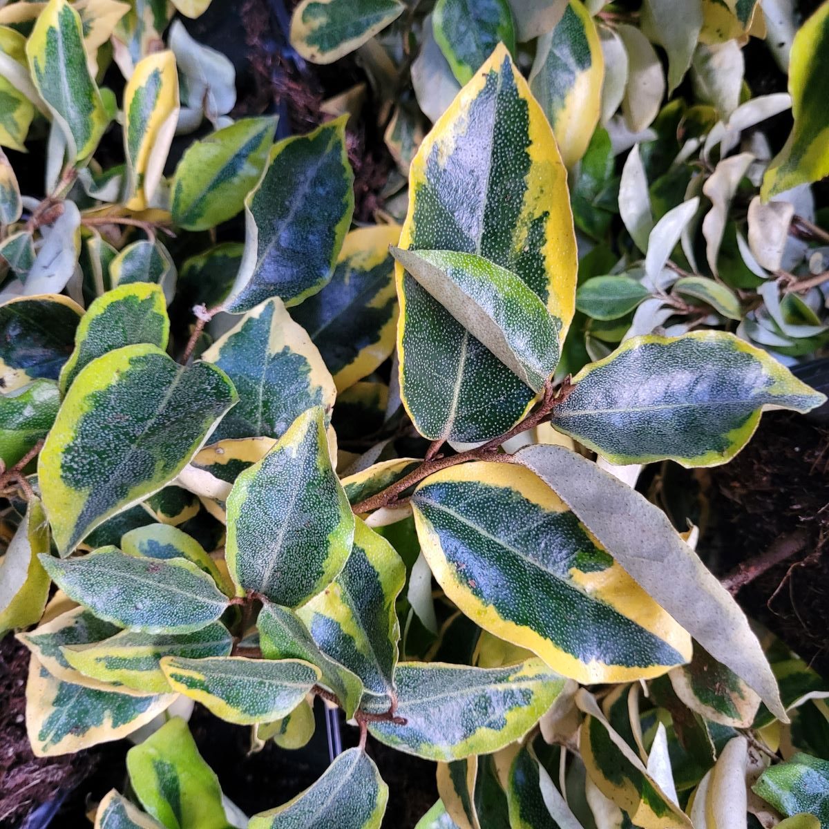 Oliwnik Ebbinga 'Gilt Edge' (Elaeagnus × ebbingei 'Gilt Edge')2