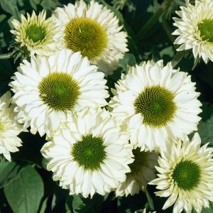 white perfection jeżówka