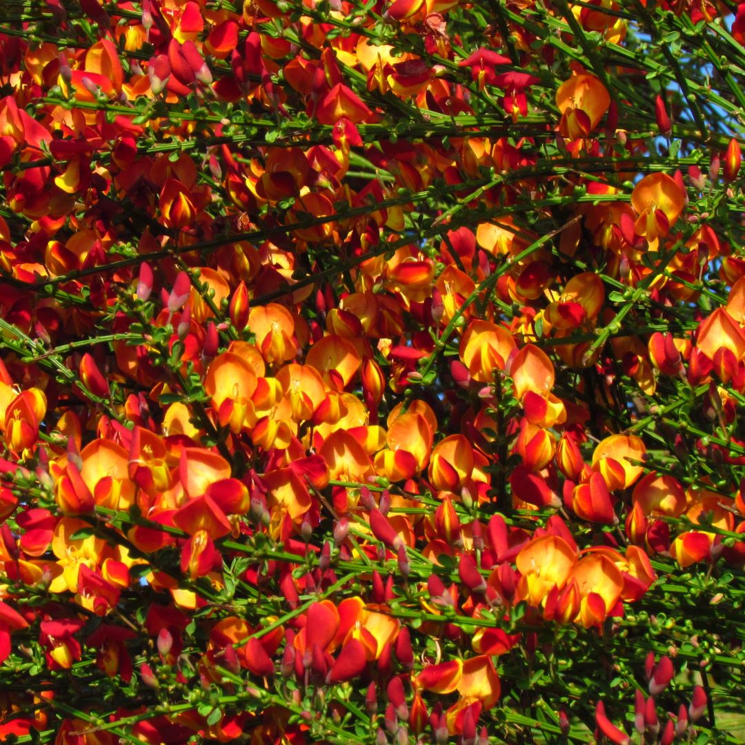 Zarnowiec Cytisus Lena
