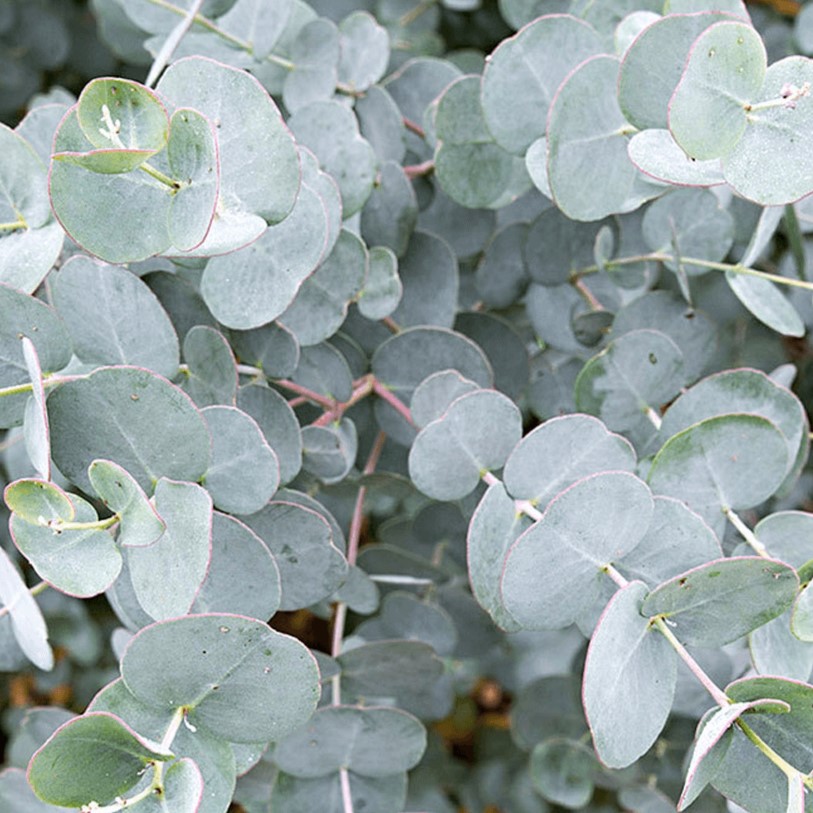 Eukaliptus górski Eucalyptus gunnii