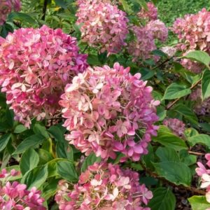 Hortensja 'Petite Star'