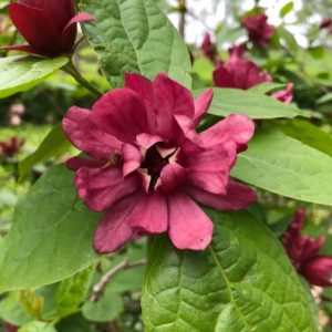 Kielichowiec ‘Hartlage Wine’ Calycanthus ×raulstonii ‘Hartlage Wine’
