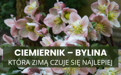 Ciemiernik – bylina, która zimą czuje się najlepiej. Dlaczego właśnie wtedy warto ją posadzić?