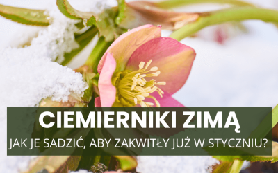 Ciemierniki zimą – jak je sadzić, aby zakwitły już w styczniu?