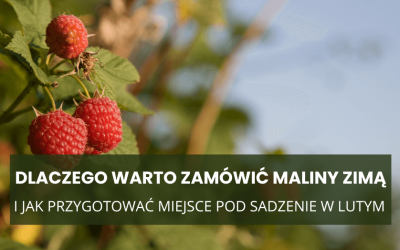 Dlaczego warto zamówić maliny zimą – i jak przygotować miejsce pod sadzenie w lutym