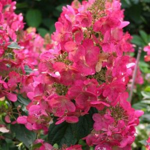 hortensja bukietowa magical flame 1