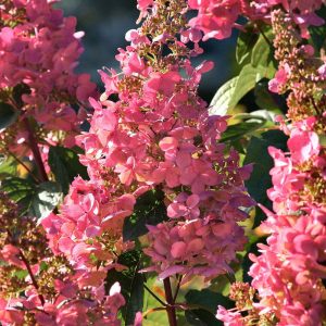 hortensja bukietowa pink diamond