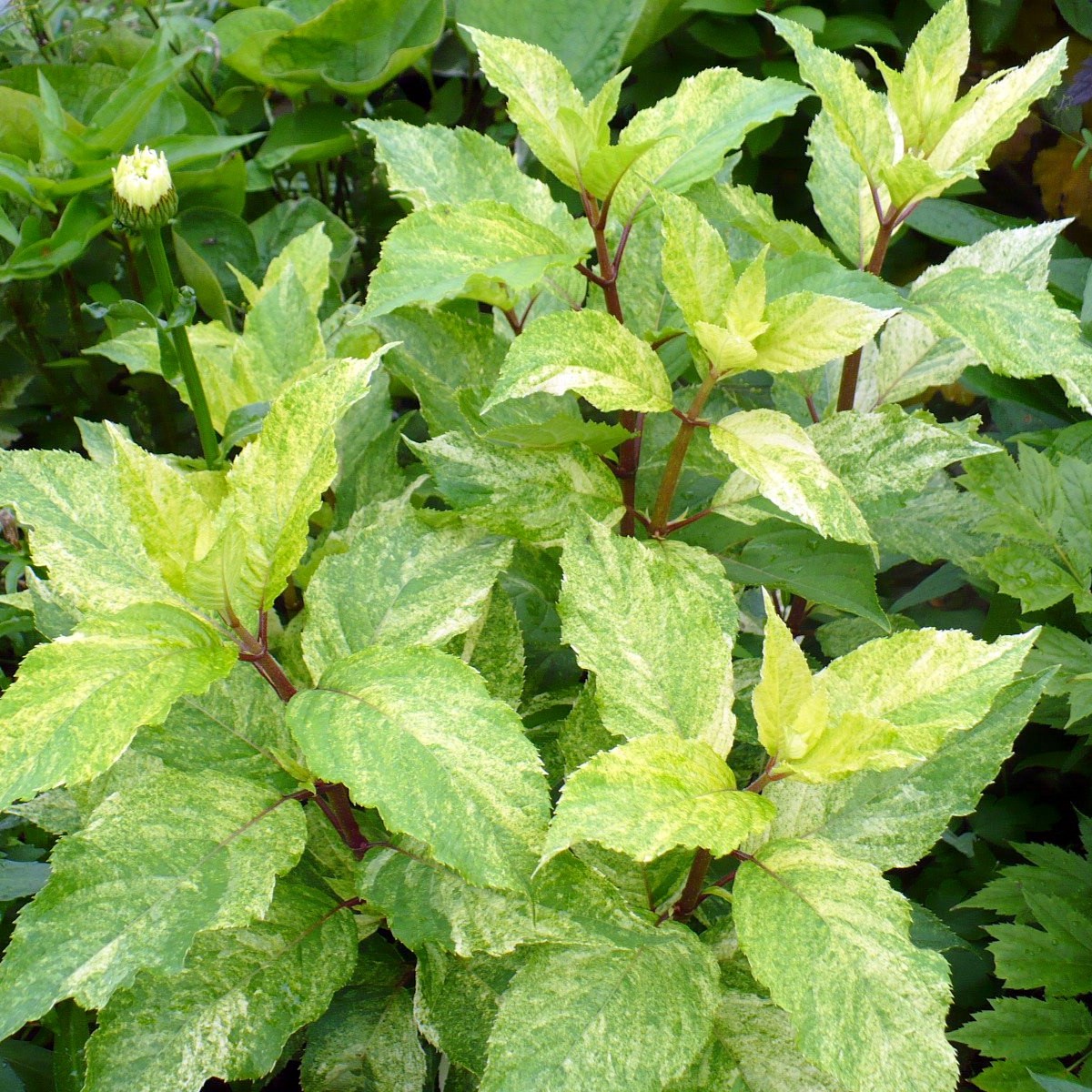 Hortensja bukietowa ‘Shikoku Flash’ - obrazek 2