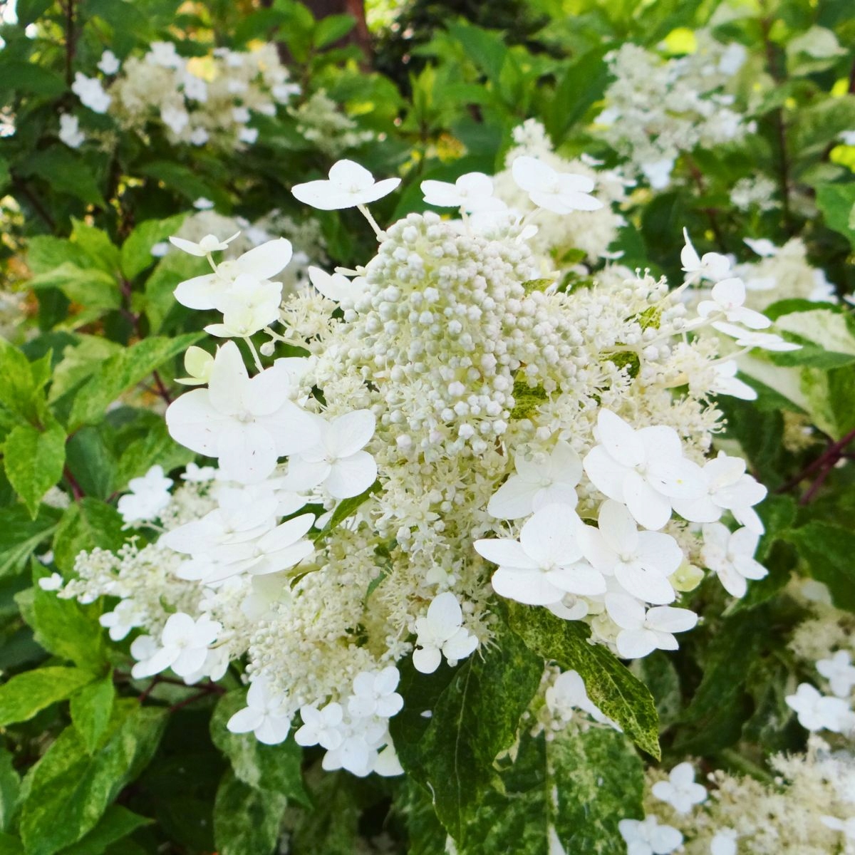 hortensja bukietowa shikoku flash