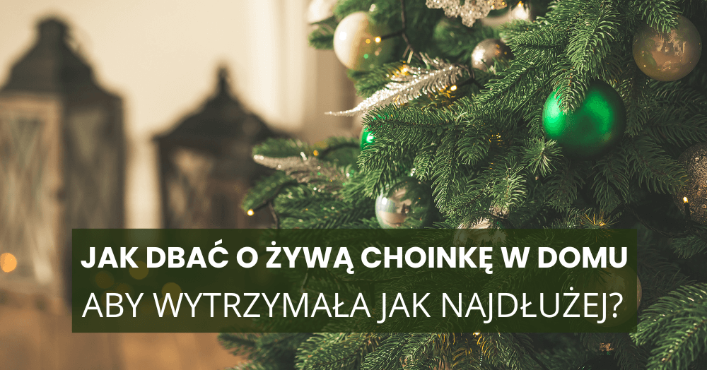 Jak dbać o żywą choinkę w domu, aby wytrzymała jak najdłużej? Poradnik krok po kroku