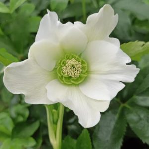 Ciemiernik 'Pretty Ellen White'