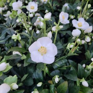 Ciemiernik biały 'White princess'4