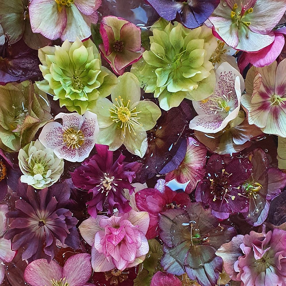 Ciemiernik Mix/niespodzianka