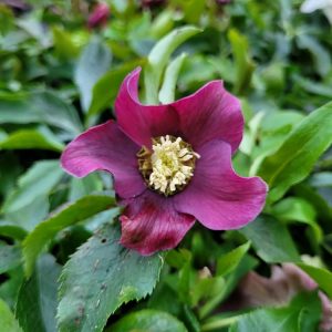 Ciemiernik ‘Single Purple Red’