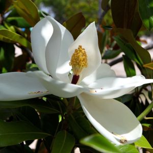 Magnolia zimozielona - Magnolia grandiflora
