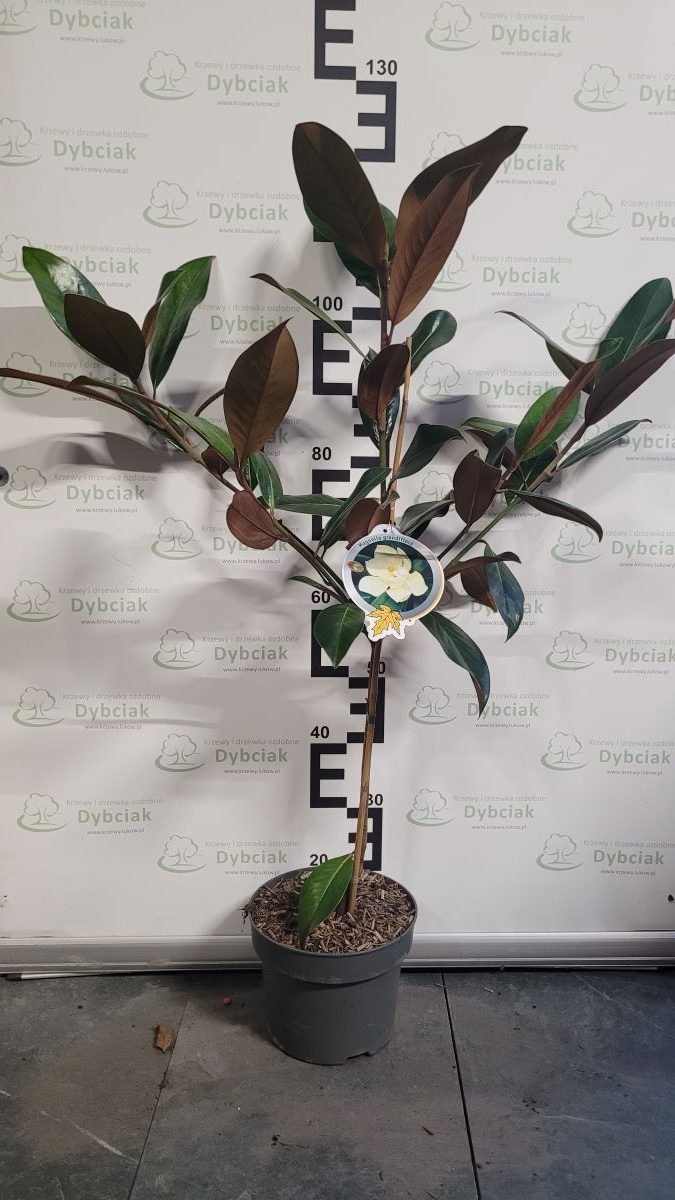 Magnolia zimozielona - Magnolia grandiflora1