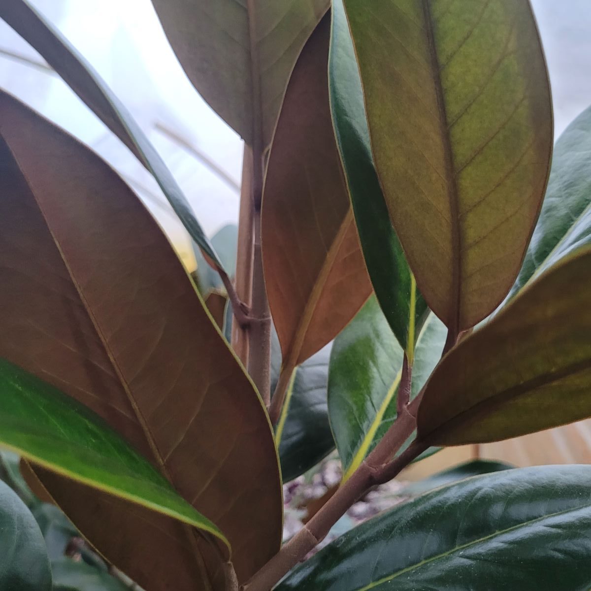 Magnolia zimozielona - Magnolia grandiflora3