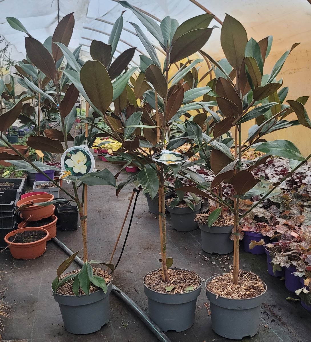 Magnolia zimozielona - obrazek 5