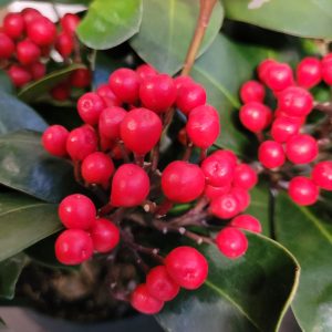 Skimia japońska 'Obsbolwi Obsession'1