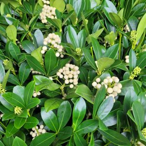 skimia japońska biała