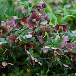 Ciemiernik Glamour 'Bijoux'