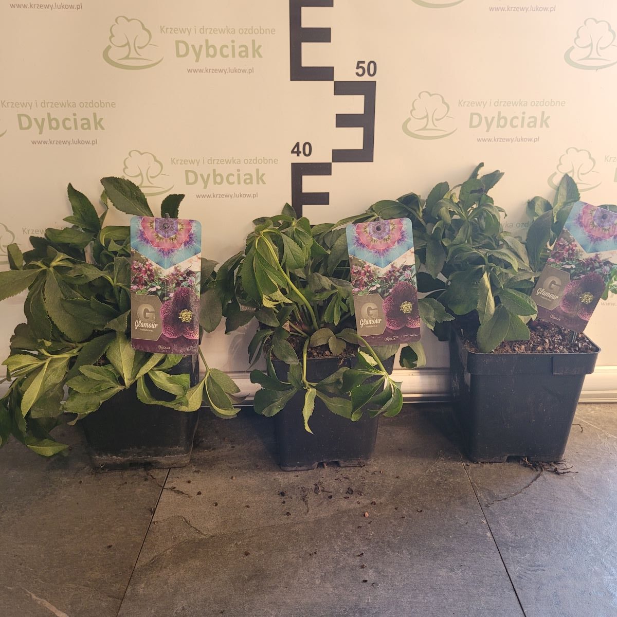 Ciemiernik Glamour 'Bijoux'2