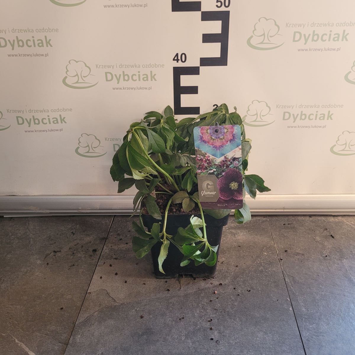 Ciemiernik Glamour 'Bijoux'2