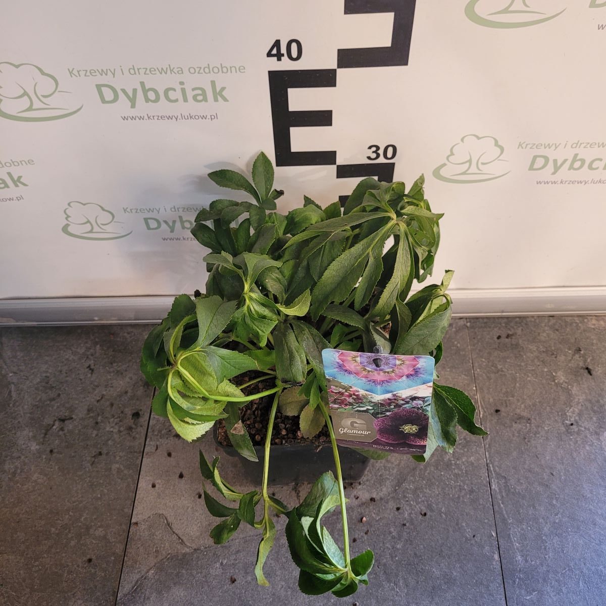 Ciemiernik Glamour 'Bijoux'3