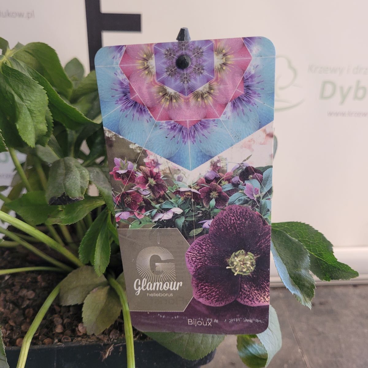 Ciemiernik Glamour 'Bijoux'4