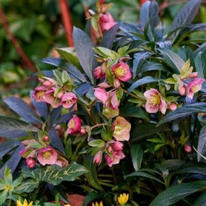 Ciemiernik JWLS 'Dacaya'4